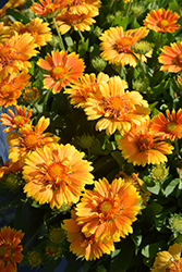 SpinTop Mango Blanket Flower (Gaillardia aristata 'SpinTop Mango') at Wolf's Blooms & Berries