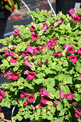 Lofos Compact Rose Creeping Gloxinia (Lophospermum 'Lofos Compact Rose') at Wolf's Blooms & Berries