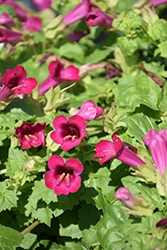 Lofos Compact Rose Creeping Gloxinia (Lophospermum 'Lofos Compact Rose') at Wolf's Blooms & Berries