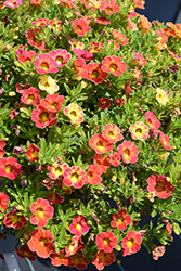 Rainbow Tiger Tail Calibrachoa (Calibrachoa 'Rainbow Tiger Tail') at Wolf's Blooms & Berries