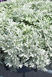 FanciFillers Sea Salt Artemesia (Artemisia 'Wesartfafisesa') at Wolf's Blooms & Berries