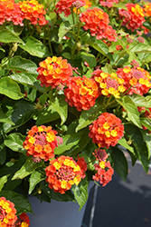 Shamrock Orange Flame Lantana (Lantana 'Balshamorfim') at Wolf's Blooms & Berries