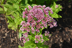 Little Joe Dwarf Joe Pye Weed (Eupatorium maculatum 'Little Joe') at Wolf's Blooms & Berries
