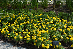 Marvel II Yellow Marigold (Tagetes erecta 'PAS1363450') at Wolf's Blooms & Berries