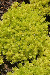 Lemon Coral Stonecrop (Sedum rupestre 'Lemon Coral') at Wolf's Blooms & Berries