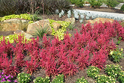 Dragon's Breath Plumed Celosia (Celosia plumosa 'Dragon's Breath') at Wolf's Blooms & Berries