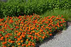 Zydeco Fire Zinnia (Zinnia 'Zydeco Fire') at Wolf's Blooms & Berries
