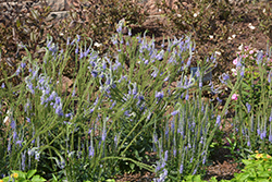 Blue Skywalker Speedwell (Veronica 'Blue Skywalker') at Wolf's Blooms & Berries