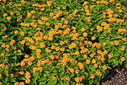 Bandolista Mango (Lantana camara 'Bandolista Mango') at Wolf's Blooms & Berries