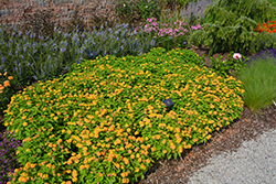 Bandolista Mango (Lantana camara 'Bandolista Mango') at Wolf's Blooms & Berries