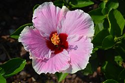 Hollywood Hibiscus America's Sweetheart Tropical Hibiscus (Hibiscus rosa-sinensis 'JBG 19110') at Wolf's Blooms & Berries