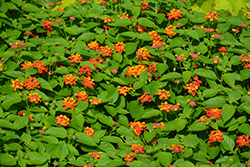 Bandolista Red Chili (Lantana camara 'Bandolista Red Chili') at Wolf's Blooms & Berries