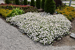 Supertunia Vista Silverberry Petunia (Petunia 'Supertunia Vista Silverberry') at Wolf's Blooms & Berries
