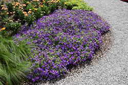 Supertunia Mini Vista Indigo Petunia (Petunia 'BBTUN93201') at Wolf's Blooms & Berries