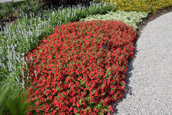 Supertunia Mini Vista Scarlet Petunia (Petunia 'Supertunia Mini Vista Scarlet') at Wolf's Blooms & Berries