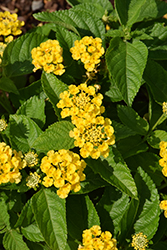 Bandolista Pineapple (Lantana camara 'Bandolista Pineapple') at Wolf's Blooms & Berries