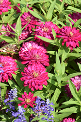 Zydeco Cherry Zinnia (Zinnia 'Zydeco Cherry') at Wolf's Blooms & Berries