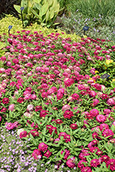 Zydeco Cherry Zinnia (Zinnia 'Zydeco Cherry') at Wolf's Blooms & Berries