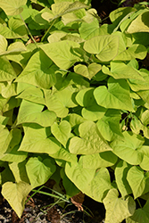 Sweet Georgia Heart Light Green Sweet Potato Vine (Ipomoea batatas 'Sweet Georgia Heart Light Green') at Wolf's Blooms & Berries