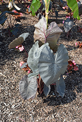 Diamond Head Elephant Ear (Colocasia esculenta 'Diamond Head') at Wolf's Blooms & Berries