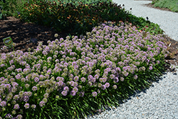 Millenium Ornamental Onion (Allium 'Millenium') at Wolf's Blooms & Berries
