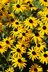 Goldsturm Coneflower (Rudbeckia fulgida 'Goldsturm') at Wolf's Blooms & Berries