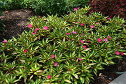SunPatiens Compact Tropical Rose New Guinea Impatiens (Impatiens 'SunPatiens Compact Tropical Rose') at Wolf's Blooms & Berries