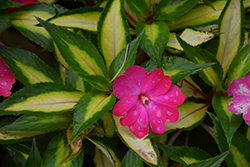 SunPatiens Compact Tropical Rose New Guinea Impatiens (Impatiens 'SunPatiens Compact Tropical Rose') at Wolf's Blooms & Berries