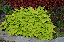 Sweet Georgia Heart Light Green Sweet Potato Vine (Ipomoea batatas 'Sweet Georgia Heart Light Green') at Wolf's Blooms & Berries