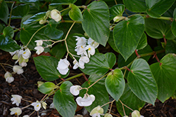 Dragon Wing White Begonia (Begonia 'Dragon Wing White') at Wolf's Blooms & Berries