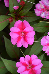 SunPatiens Compact Purple Candy Impatiens (Impatiens 'SAKIMP071') at Wolf's Blooms & Berries