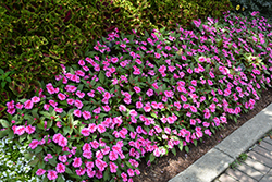 SunPatiens Compact Purple Candy Impatiens (Impatiens 'SAKIMP071') at Wolf's Blooms & Berries