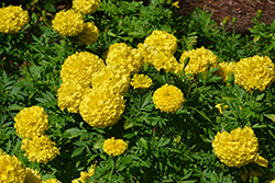 Marvel II Yellow Marigold (Tagetes erecta 'PAS1363450') at Wolf's Blooms & Berries
