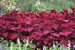 Beale Street Coleus (Solenostemon scutellarioides 'Beale Street') at Wolf's Blooms & Berries