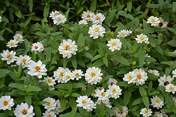 Profusion Double White Zinnia (Zinnia 'Profusion Double White') at Wolf's Blooms & Berries