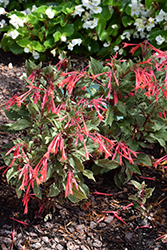 Firecracker Fuchsia (Fuchsia triphylla 'Firecracker') at Wolf's Blooms & Berries