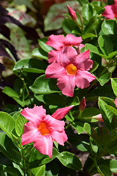 Madinia Coral Pink Mandevilla (Mandevilla 'Madinia Coral Pink') at Wolf's Blooms & Berries