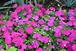 Beacon Violet Shades Impatiens (Impatiens walleriana 'PAS1357834') at Wolf's Blooms & Berries