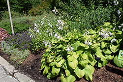 Guacamole Hosta (Hosta 'Guacamole') at Wolf's Blooms & Berries