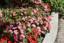 SunPatiens Compact Coral Pink New Guinea Impatiens (Impatiens 'SakimP042') at Wolf's Blooms & Berries