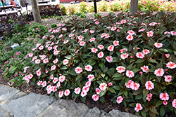 SunPatiens Vigorous Peach Candy Impatiens (Impatiens 'SAKIMP067') at Wolf's Blooms & Berries