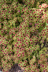 Burgundy Wedding Train Coleus (Solenostemon scutellarioides 'Burgundy Wedding Train') at Wolf's Blooms & Berries