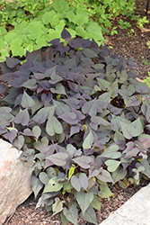 Sweet Georgia Heart Purple Sweet Potato Vine (Ipomoea batatas 'Sweet Georgia Heart Purple') at Wolf's Blooms & Berries