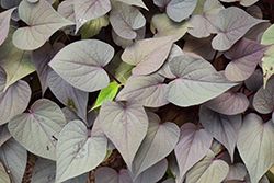 Sweet Georgia Heart Purple Sweet Potato Vine (Ipomoea batatas 'Sweet Georgia Heart Purple') at Wolf's Blooms & Berries