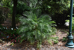 Pygmy Date Palm (Phoenix roebelenii) at Wolf's Blooms & Berries