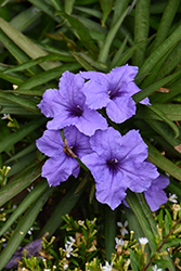 Mexican Petunia (Ruellia brittoniana) at Wolf's Blooms & Berries