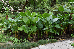 Calidora Elephant's Ear (Alocasia 'Calidora') at Wolf's Blooms & Berries