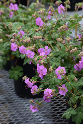 Karmina Cranesbill (Geranium x cantabrigiense 'Karmina') at Wolf's Blooms & Berries