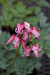 Pink Diamonds Fern-leaved Bleeding Heart (Dicentra 'Pink Diamonds') at Wolf's Blooms & Berries