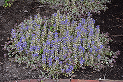 Burgundy Glow Bugleweed (Ajuga reptans 'Burgundy Glow') at Wolf's Blooms & Berries